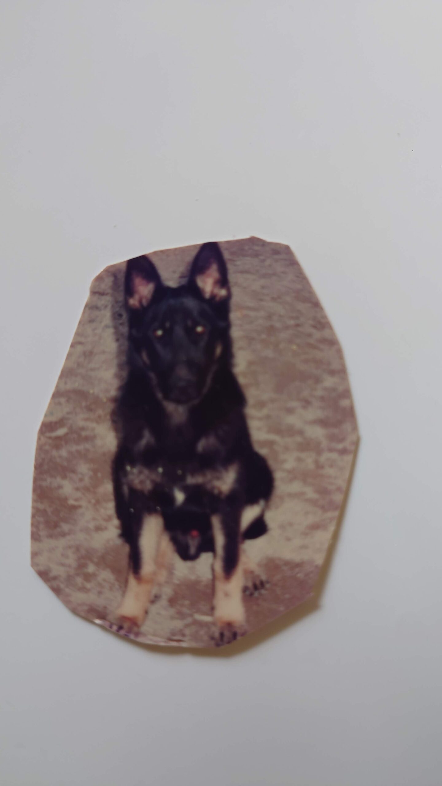 山口県嘱託警察犬として活躍した愛犬